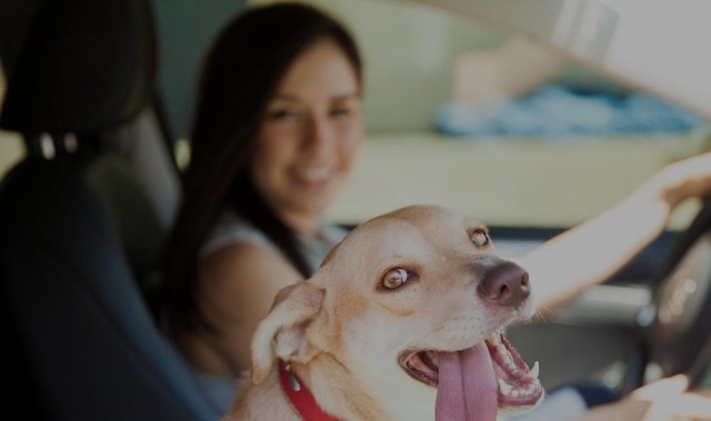 Girl with dog in car